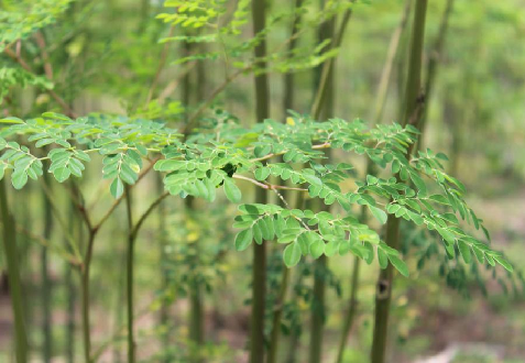 The Moringa Tree